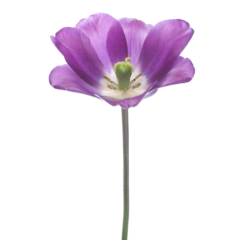 Tulipe - photographie sur toile tendue, H 48 po x l 32 po x P 1,25 po