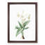 Crinum Flowers by Pierre-Joseph Redoute - Framed Print-55490538-55490539