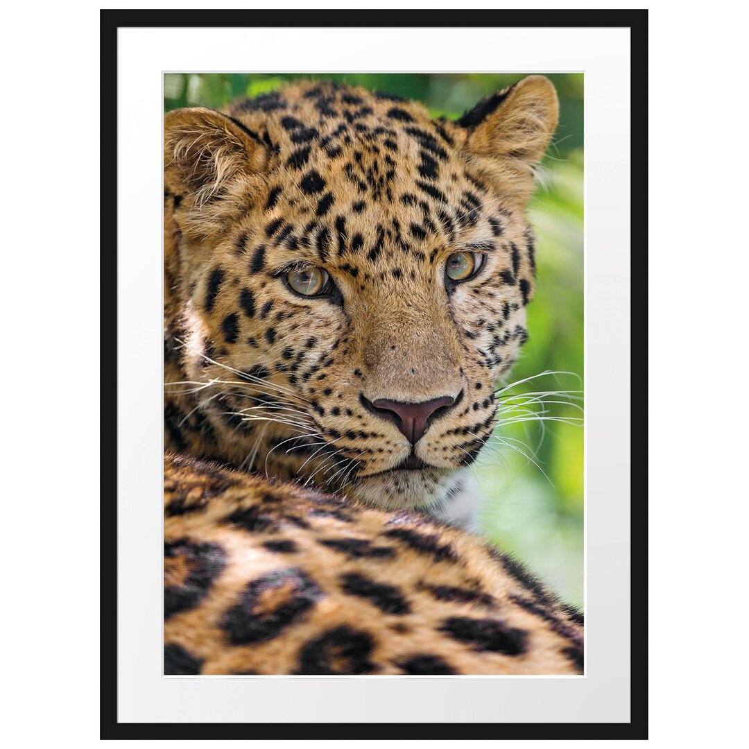 Aufmerksamer Leopard im Schatten Gerahmter fotografischer Kunstdruck