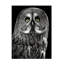 Art sur toile Lee Kershaw Owl Stare-103093007