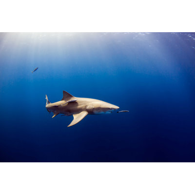 " Sharks " by Rickramos1973