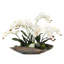 Orchid Floral Arrangement
