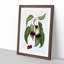Hard-fleshed Cherry Tree by Giorgio Gallesio - Picture Frame Painting Print-55580258-55580257