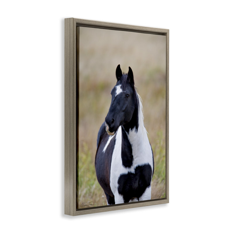Black & White Foal Canvas by Dennis Frates, Montalcino Elm Floater Frame, 31" H x 21" W