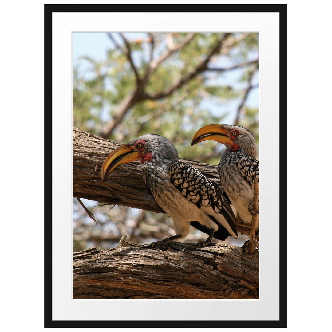 Gerahmtes Poster Zwei exotische Vögel auf Baum