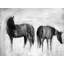 Horses Silhouettes In The Mist Print On Canvas