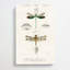 Dragonfly Illustrations PL. L by Pierre-Joseph Redoute - Wrapped Canvas Painting-55342585