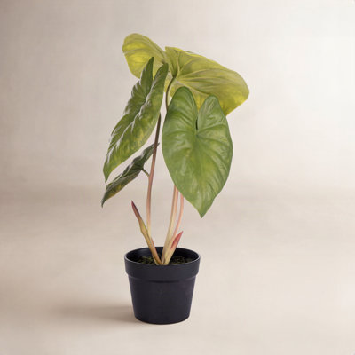 18" Alocasia Acuminata Potted Plant.
