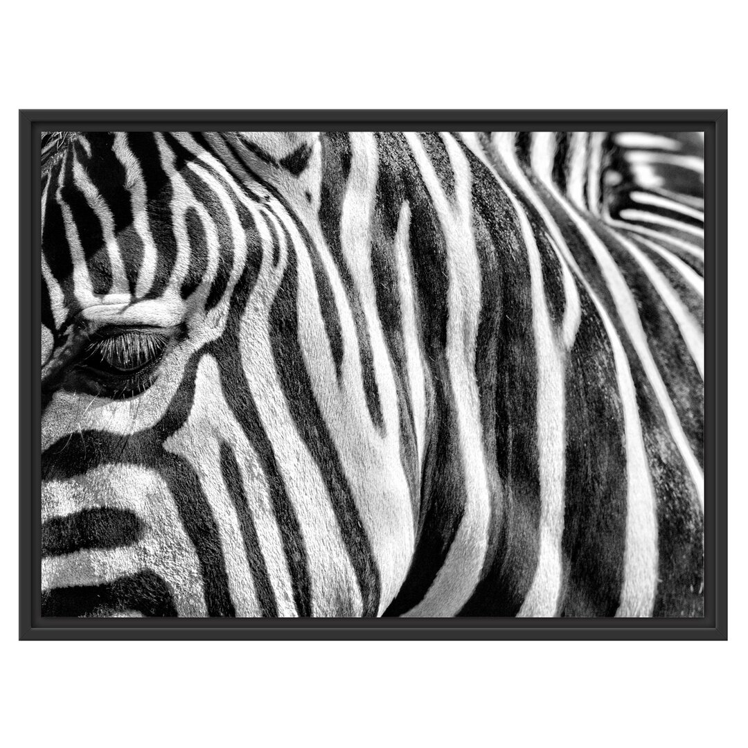 Gerahmtes Wandbild Zebra Porträt