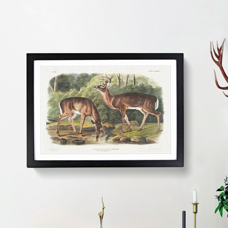 Two Deers by J.W. Audubon - Framed Print, 27cm H x 36cm W x 2cm D, Black Framed