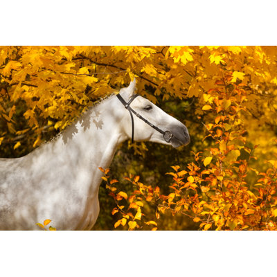 Horse in Autumn Park 1 Piece Wrapped Canvas Wall Art