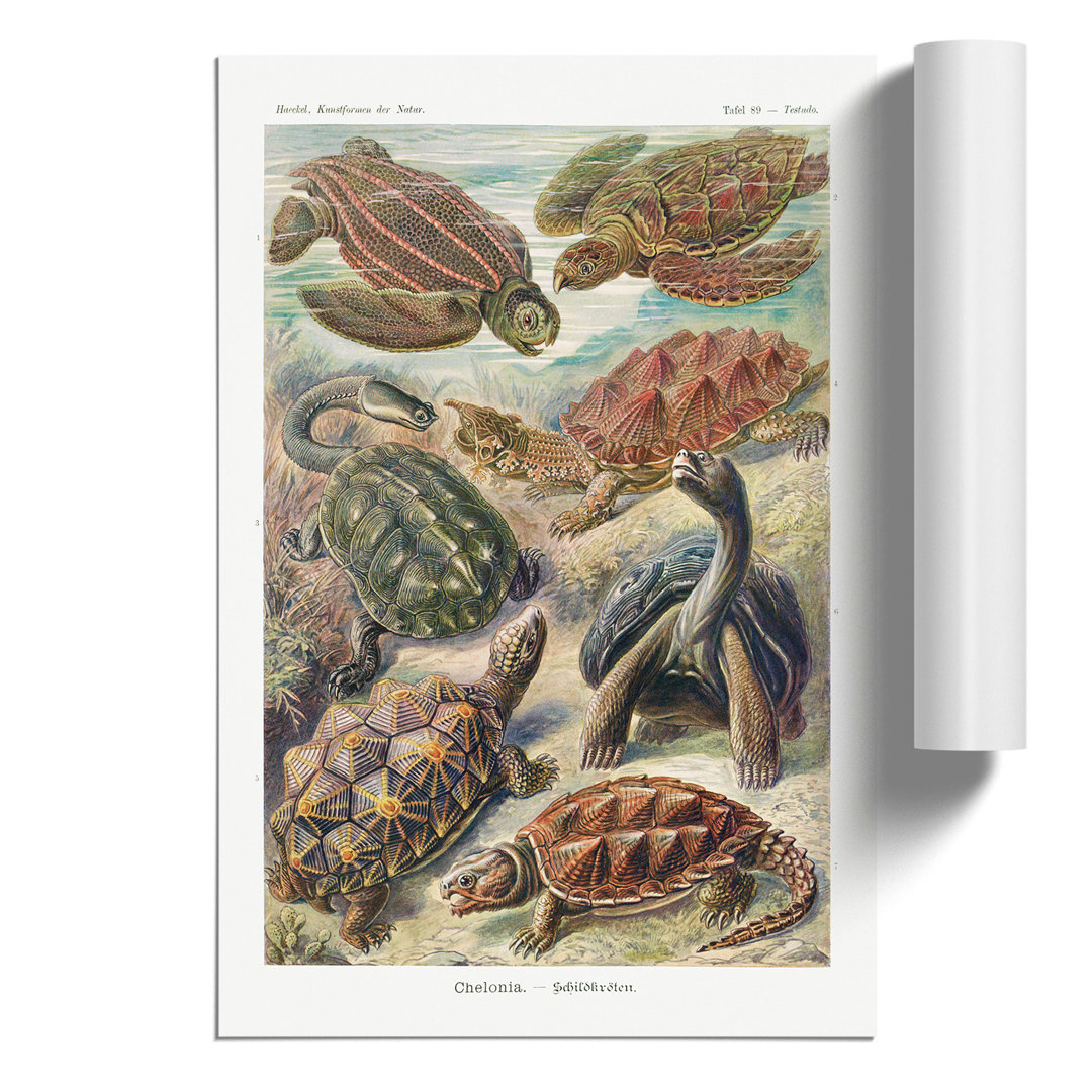 Turtles by Ernst Haeckel - Frameless Print