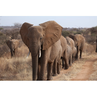" Elephant Family " by Doublepo