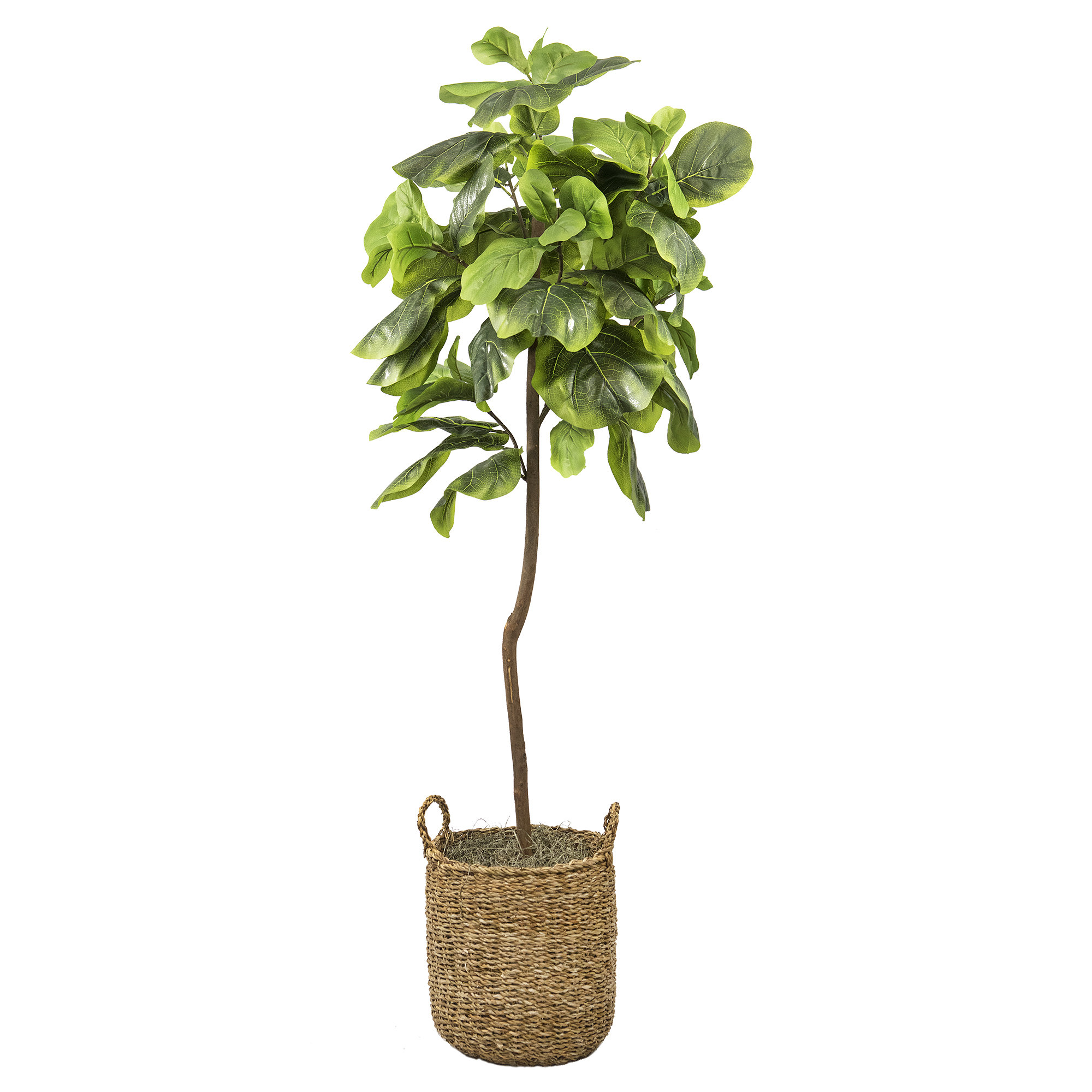 Primrue 60'' Artificial Fiddle Leaf Fig Tree in Basket & Reviews | Wayfair