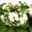 Kalanchoe Arrangement in Fiberstone Planter-1624349388-1646607056