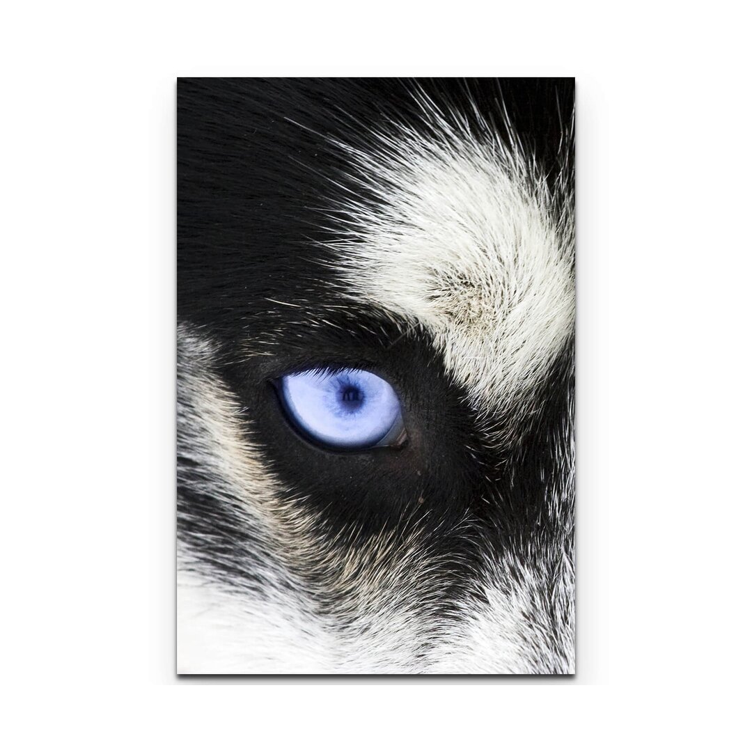 Leinwandbild Strahlend blaue Augen eines Hundes – Nahaufnahme