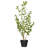 36" Artificial Variegated Triangle Ficus Potted