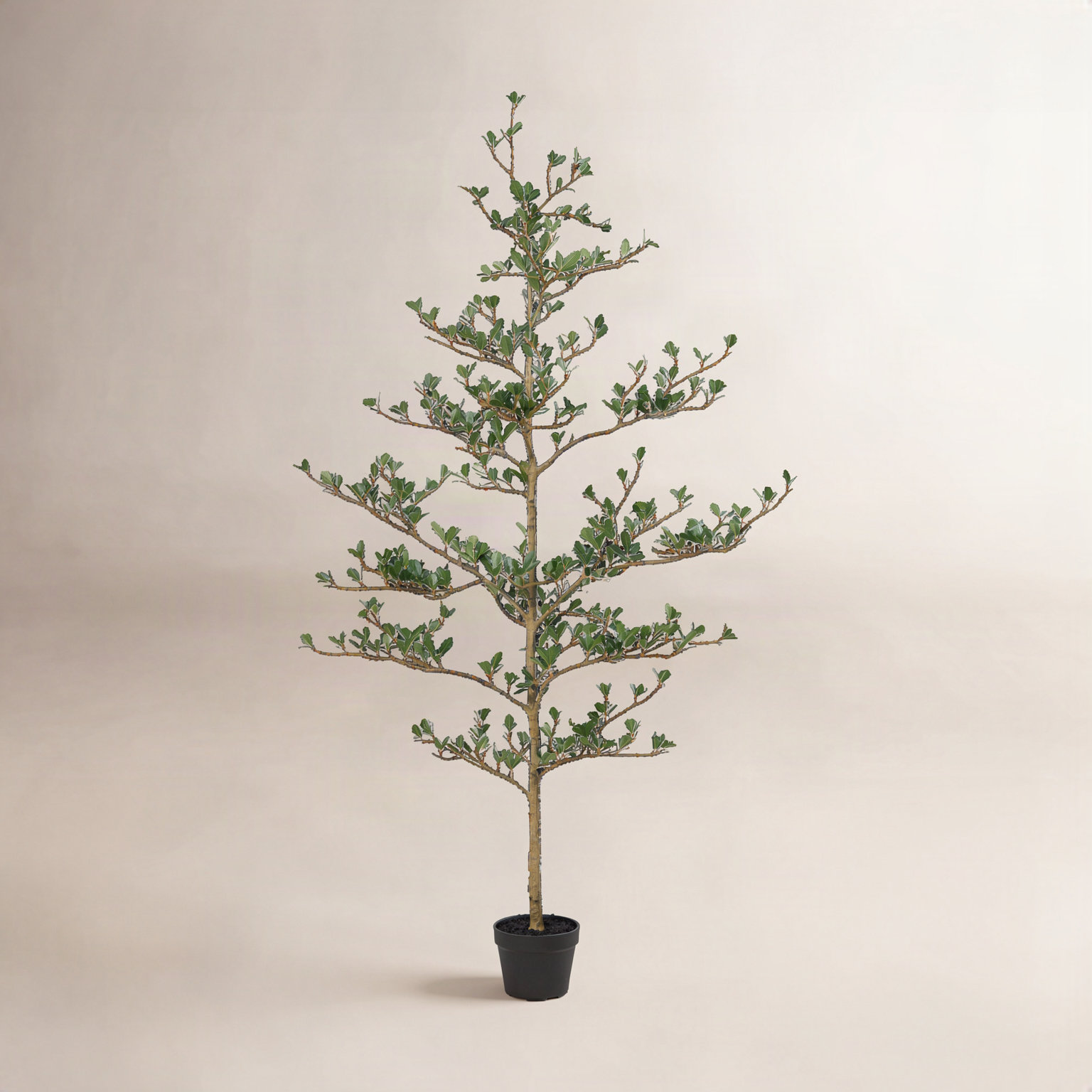 Adcock Olive Tree in Pot, 60" H x 20" W x 20" D