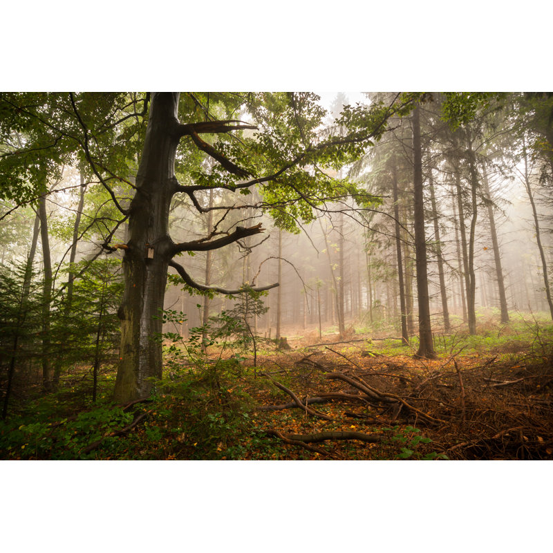 Spooky Forest - Wrapped Canvas Print, 30cm H x 46cm W