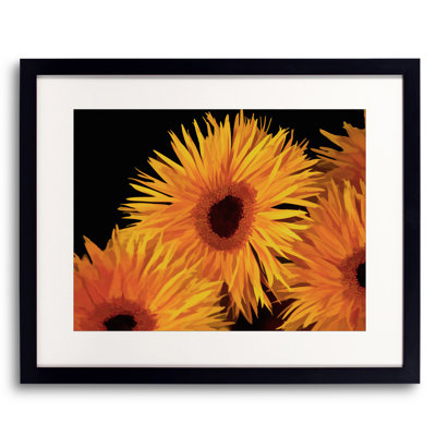 Gerberas Print by Tom Kostes