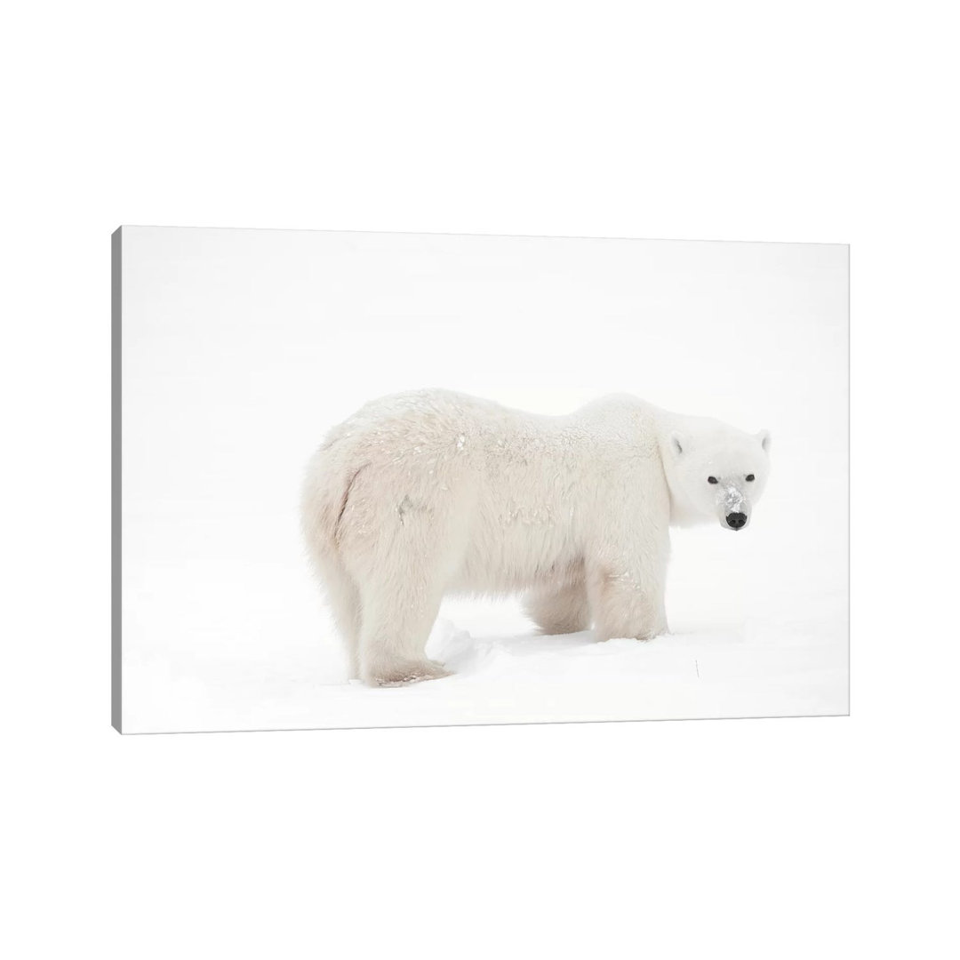 Canada, Manitoba, Churchill. Polar Bear On Frozen Tundra by Jaynes Gallery - Wrapped Canvas Print