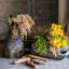 Dilatatum plante en faux linden-1499194275-1499194301