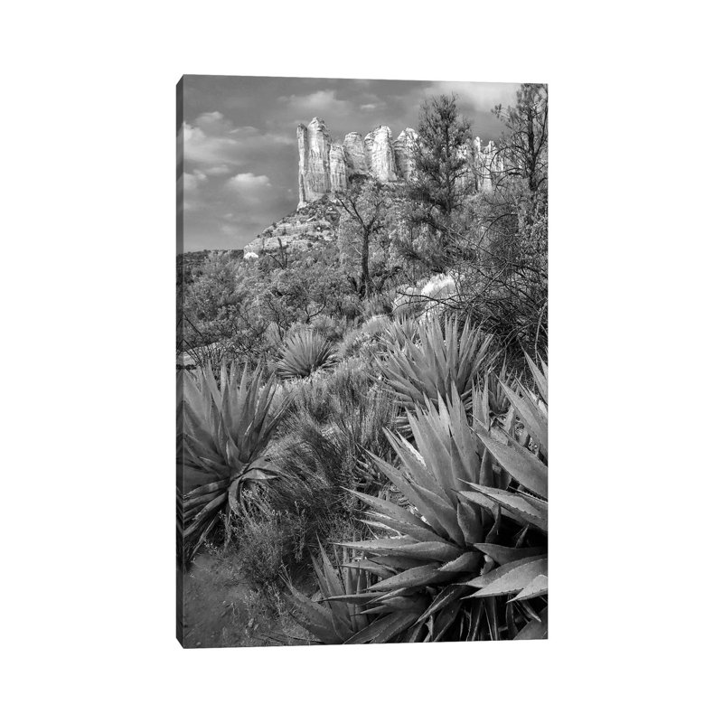 Agave, Coffee Pot Rock Near Sedona, Arizona - Wrapped Canvas Print, 20.32 cm H x 30.48 cm W