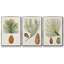 Antique Pine Cones II - 3 pièces, impression sur toile-97759061-97759062