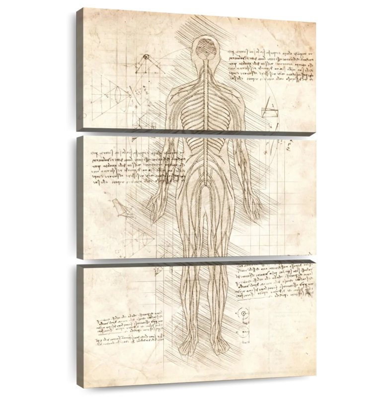 Keiri Human Nervous System, 38" H x 24" W