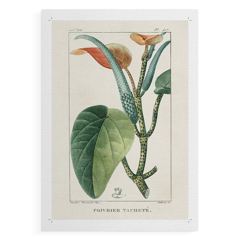 Turpin Tropical Botanicals II - Impression sur toile seulement - NON-CADRE