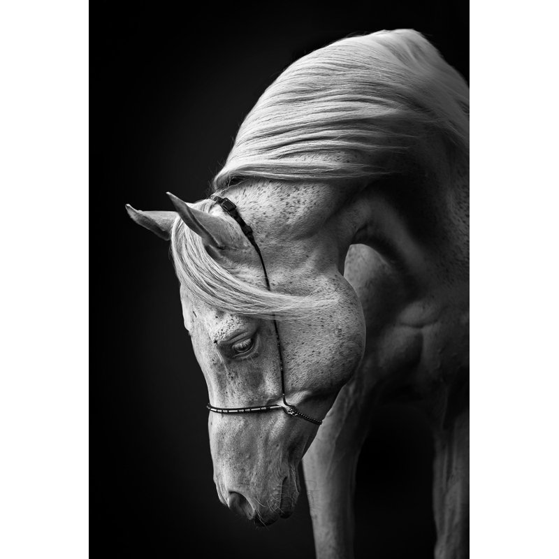 stallion, 76.2 cm H x 50.8 cm W