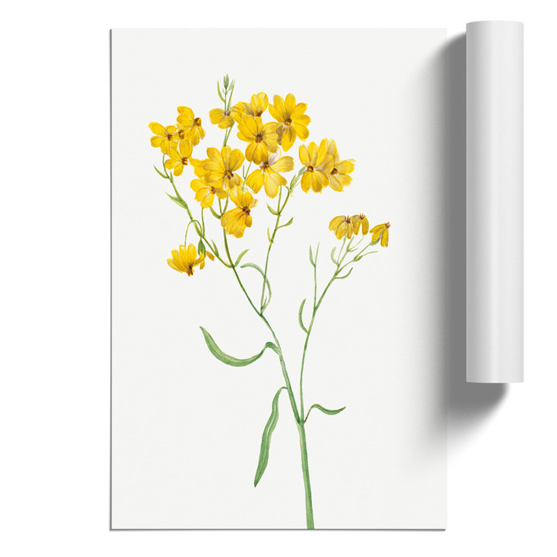Psilostrophe Sparsiflora by Mary Vaux Walcott - Frameless Print, 59cm H x 42cm W x 0.1cm D