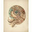 Elegant Nautilus Shell Print by Other Artist-1008495432-1008495439-1008495445