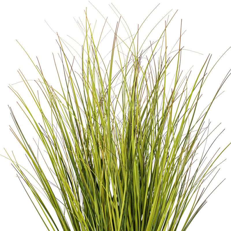  48" Potted Green/Brown Switchgrass., H 24 po x l 6 po x P 6 po