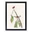 Louisiana Water Thrush by John Audubon - Picture Frame Painting Print-55577425-55577423