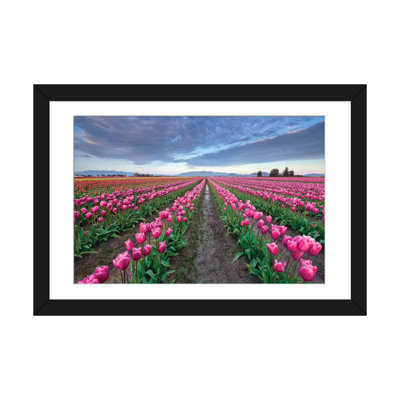 " Skagit Bloom, Skagit Valley, Washington " by Jim Nilsen