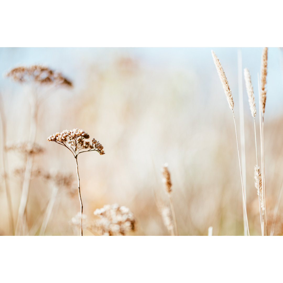 Trockene Wildblume auf der Wiese