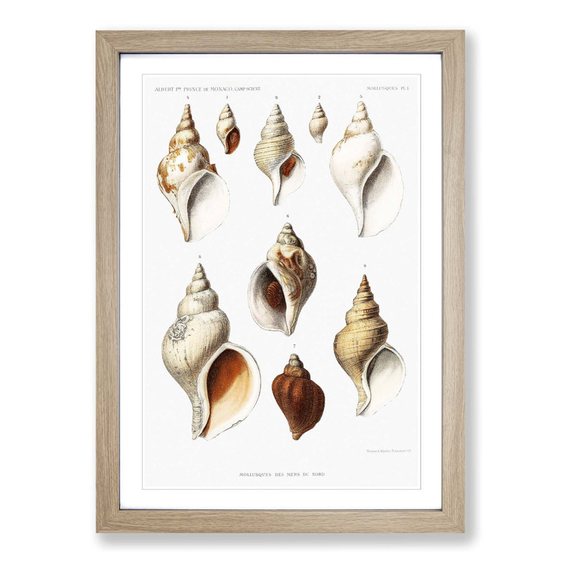 Conch Shells by Albert I - Picture Frame Painting Print, 48cm H x 36cm W x 2cm D, Oak Framed
