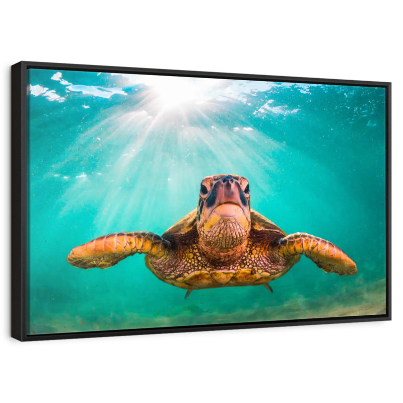 Tortue verte de Maui, Cadre flottant noir, 13 po x 9 po