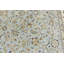 Tapis oriental bleu clair à motif floral traditionnel 9 x 12 Indo-Nain | Taille exacte: 8 pi 9 po x 12 pi-226140053