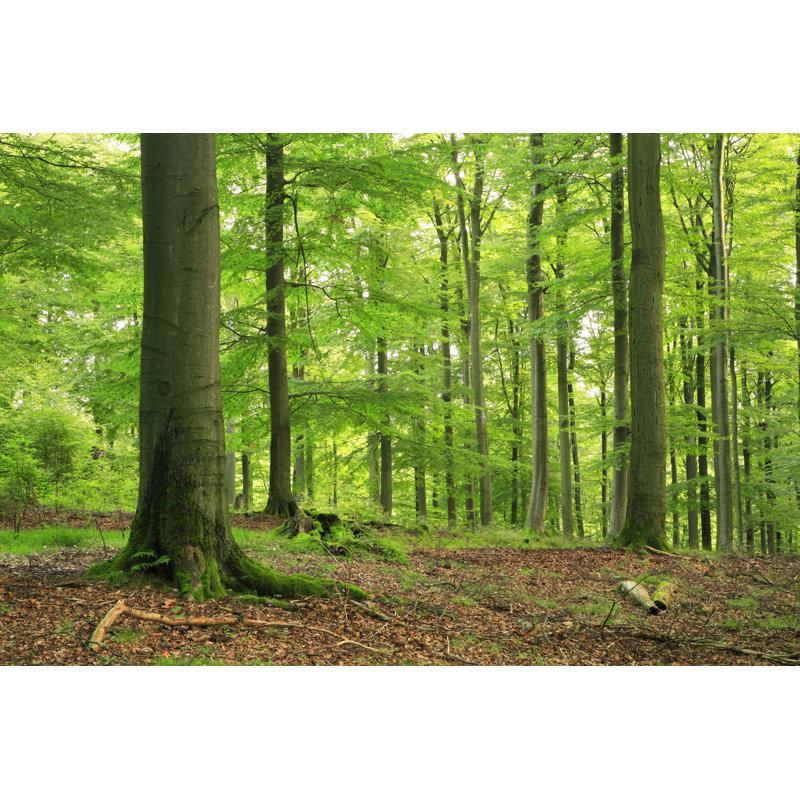 Forêt à feuilles caduques par Avtg, H 32 po x l 48 po