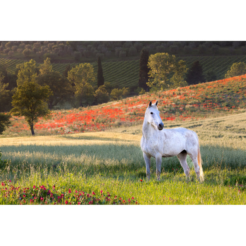 White Horse In Tuscany by Studio-Annika - Wrapped Canvas Print, 51cm H x 76cm W