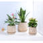 Petit pot en terre cuite roulé à la main avec soucoupe intégrée (paquet de 2) - Intérieur-1739937067