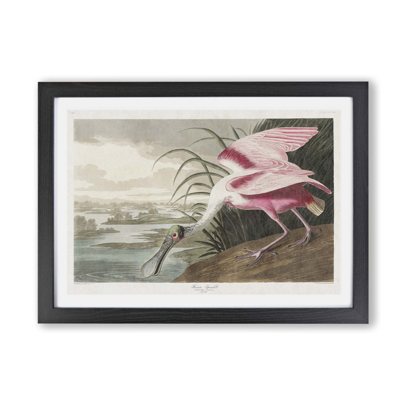 Roseate Spoonbill by John James Audubon - Framed Print, 45cm H x 63cm W x 2cm D, Black