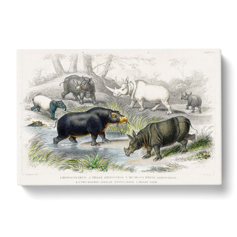 Hippopotamus And Rhinoceros by Oliver Goldsmith - Wrapped Canvas Painting, 40cm H x 60cm W x 3cm D