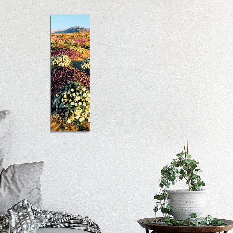 Clumps Of Flowers Of Sand Verbena And Dune Primrose, Anza-Borrego Desert State Park, California, USA - Wrapped Canvas Panoramic Print