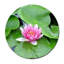 Purple Lotus Lilly Pads Print-23528143