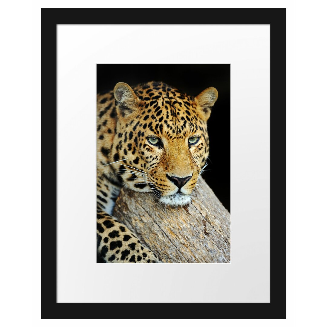 Gerahmtes Poster Ruhiger Leopard