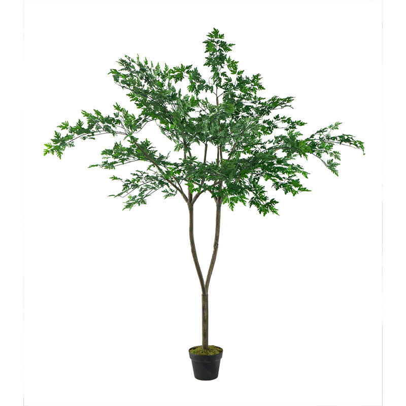 Polyscias Fruticosa Tree, 60'' H X 35.4'' W X 35.4'' D