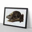 Raccoon by J.W. Audubon - Picture Frame Painting Print-55765318-55765319